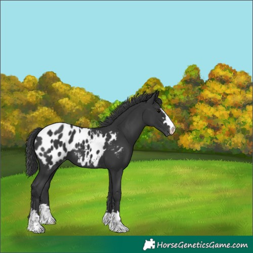Horse Color:Black Appaloosa 