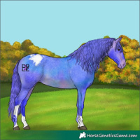 Horse Color:Watercolor Bay Tobiano Appaloosa 