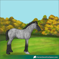 Horse Color:Blue Roan 