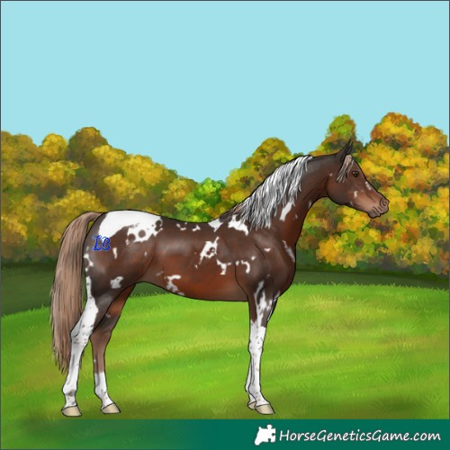 Horse Color:White Spotted Liver Chestnut Tobiano