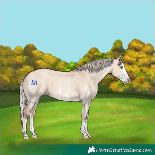 Horse Color:Silver Sable Champagne Dun Sabino Splash