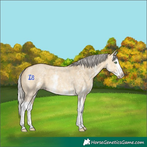 Horse Color:Silver Sable Cream Champagne Dun Sabino Splash 