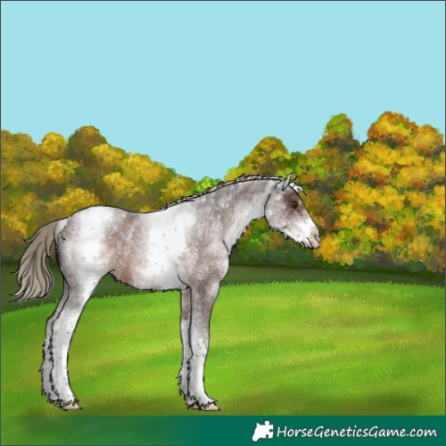 Horse Color:White Spotted Liver Red Roan Rabicano 
