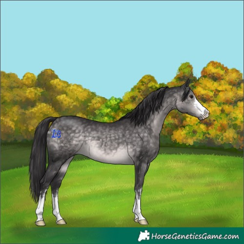 Horse Color:Platinum Buckskin 