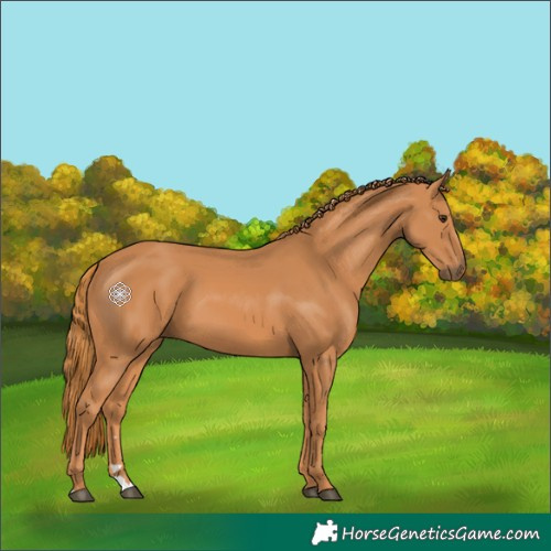 Horse Color:Chestnut 