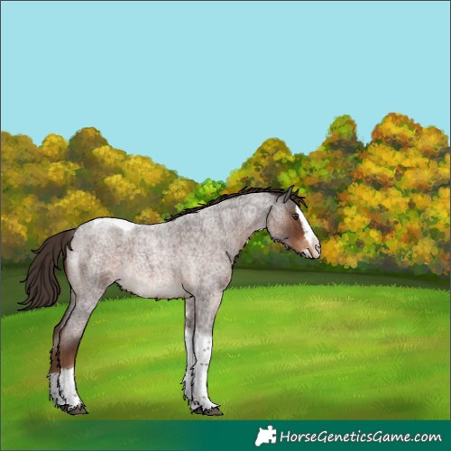 Horse Color:Liver Red Roan Splash Tobiano Rabicano 