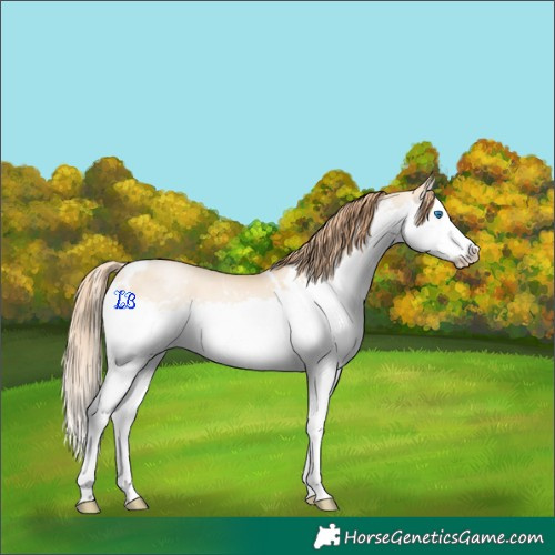 Horse Color:White Spotted Buckskin Pearl Dun Splash 