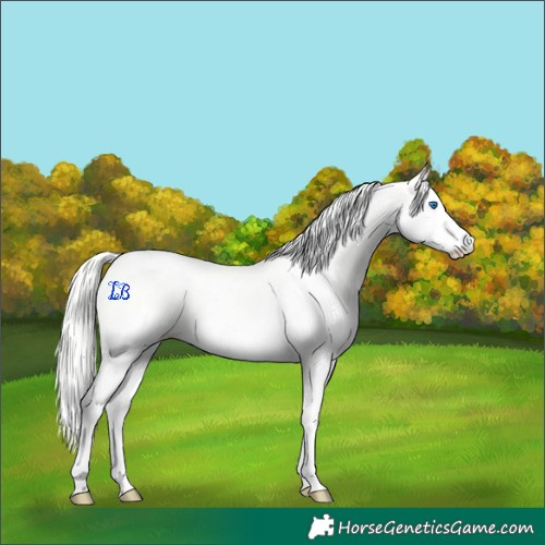 Horse Color:White Spotted Perlino Splash 