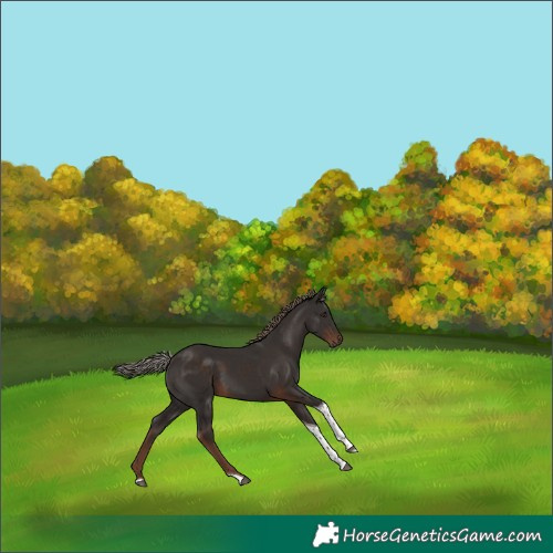 Horse Color:Liver Chestnut Tobiano Rabicano 