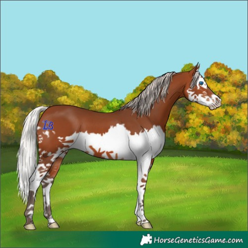 Horse Color:Silver Brown Splash 