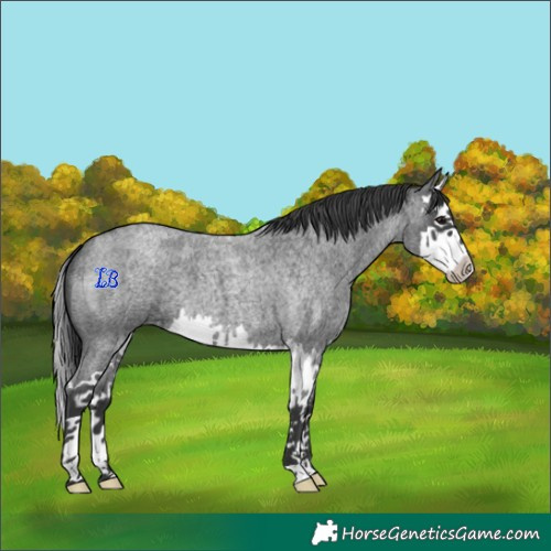Horse Color:Blue Roan Splash