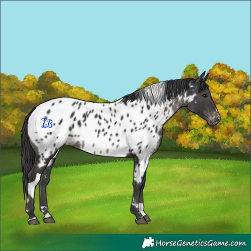 Horse Color:Black Tobiano Appaloosa 