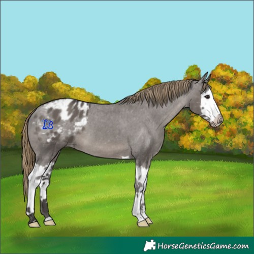 Horse Color:Smoky Grullo Splash Varnish