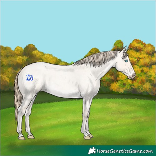 Horse Color:Perlino Roan Dun Rabicano