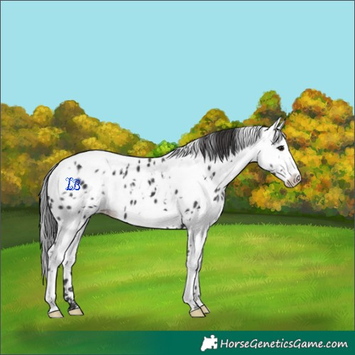 Horse Color:White Spotted Black Splash Appaloosa 