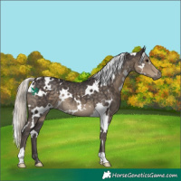 Horse Color:White Spotted Silver Smoky Black