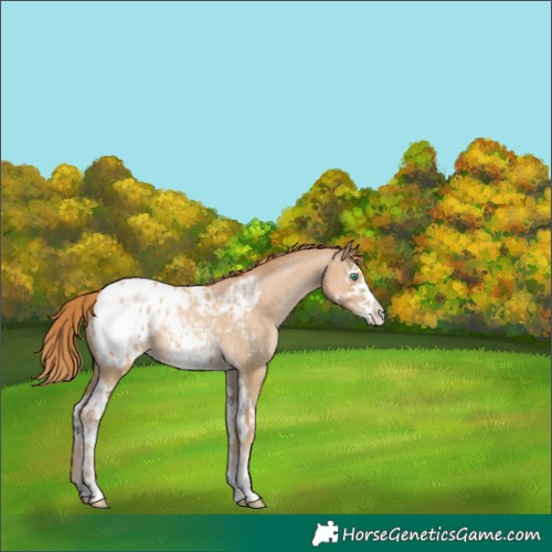 Horse Color:Smoky Black Pearl Splash Appaloosa