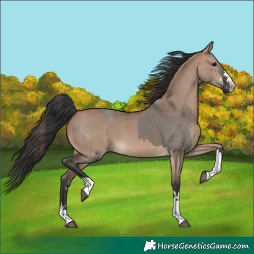 Horse Color:Grullo and Brown Dun