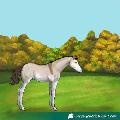 Horse Color:White Spotted Classic Champagne Dun 