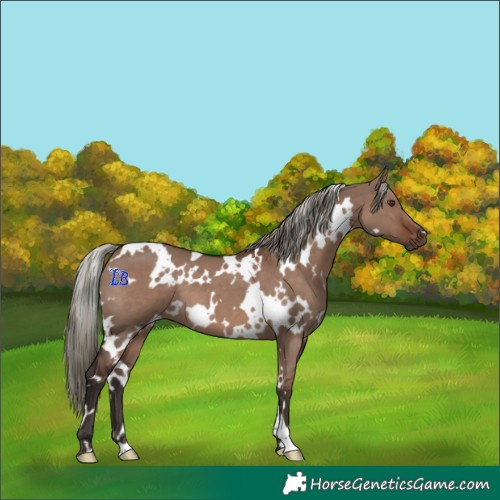 Horse Color:White Spotted Liver Red Dun Mushroom 