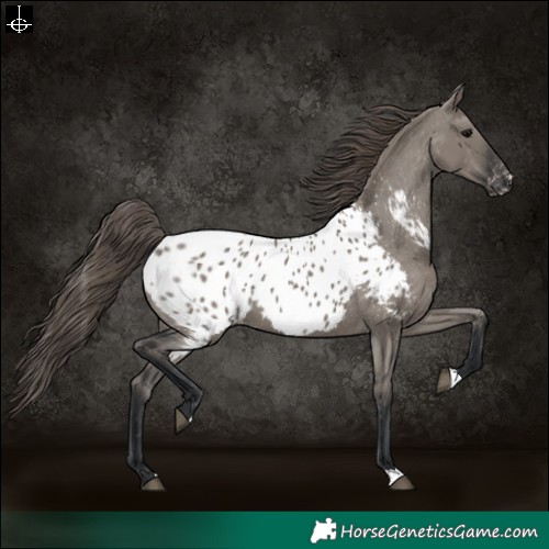 Horse Color:Grullo Near Leopard 