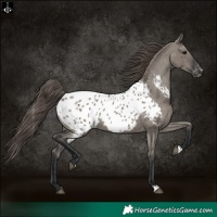 Horse Color:Grullo Near Leopard 