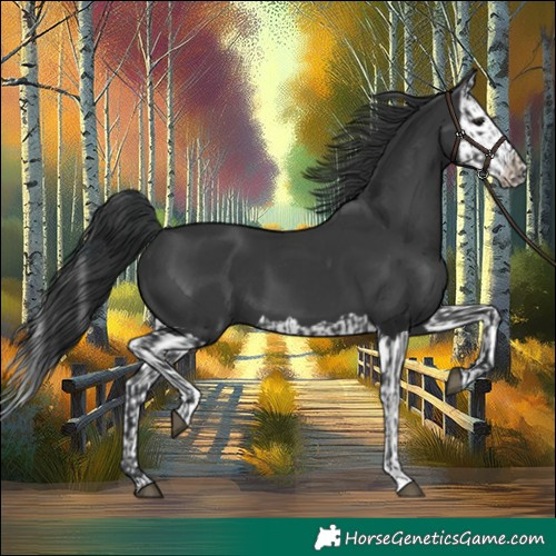 Horse Color:Black  and Black Splash 