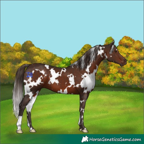 Horse Color:White Spotted Liver Chestnut 