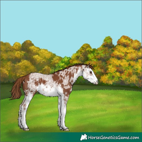 Horse Color:White Spotted Chestnut Ice 