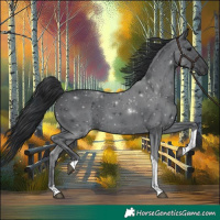 Horse Color:Black Tobiano 