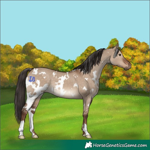 Horse Color:White Spotted Liver Red Dun 