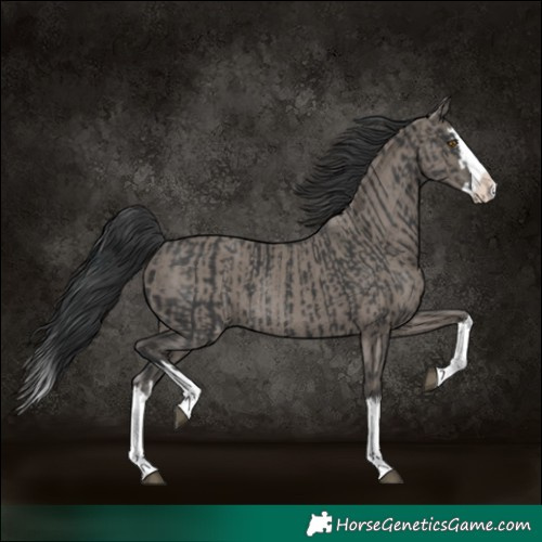 Horse Color:Black Splash Rabicano and Grullo Splash Rabicano