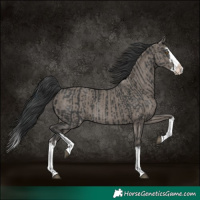 Horse Color:Black Splash Rabicano  and Grullo Splash Rabicano 