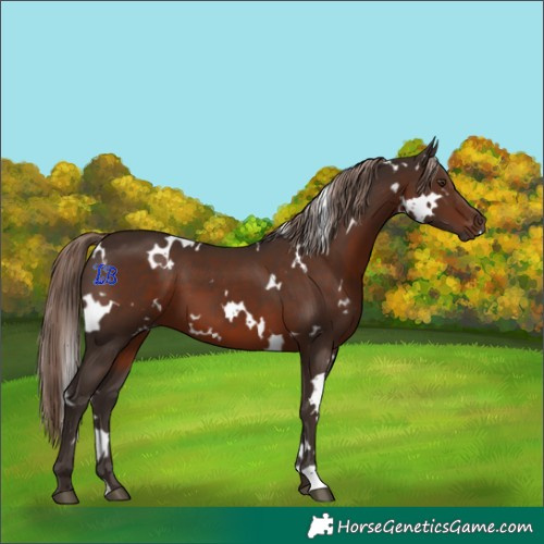 Horse Color:White Spotted Liver Chestnut