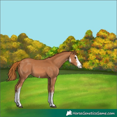 Horse Color:White Spotted Chestnut 