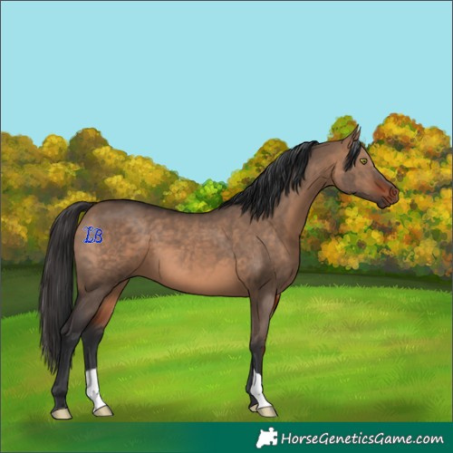 Horse Color:Bay Dun 