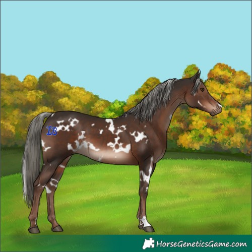 Horse Color:White Spotted Liver Chestnut Mushroom