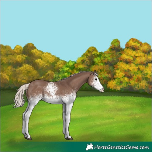 Horse Color:White Spotted Silver Black 