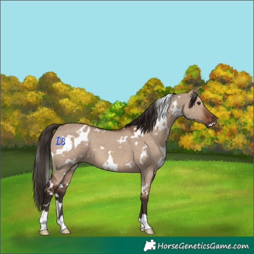 Horse Color:White Spotted Liver Red Dun