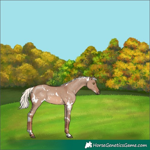 Horse Color:White Spotted Red Dun Mushroom 