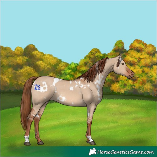 Horse Color:White Spotted Red Dun