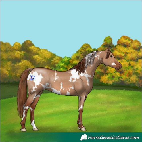 Horse Color:White Spotted Red Dun