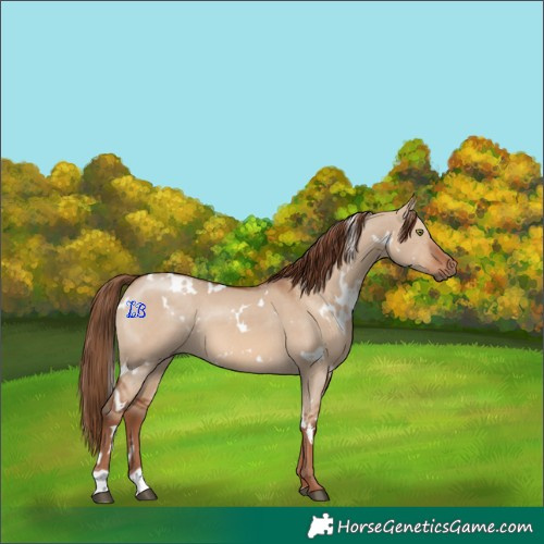 Horse Color:White Spotted Red Dun 