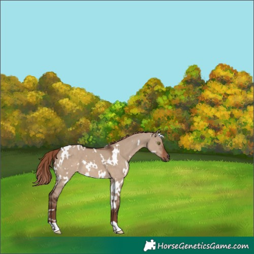 Horse Color:White Spotted Liver Red Dun 