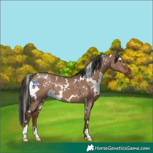 Horse Color:White Spotted Liver Red Dun 