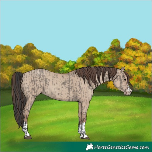 Horse Color:Grullo  and Classic Champagne Dun 