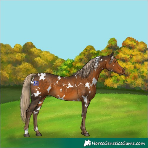 Horse Color:White Spotted Chocolate Palomino