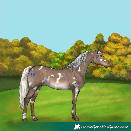 Horse Color:White Spotted Liver Red Dun Mushroom