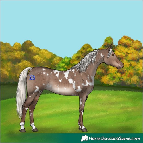 Horse Color:White Spotted Liver Red Dun Mushroom Brindle