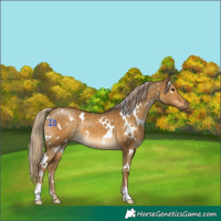 Horse Color:White Spotted Chocolate Palomino Dun